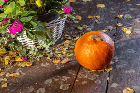 Orange pumpkin in the garden. Autumn colors. Helloween is coming. White basket with flowers. Wooden table painted brown. Yellow leaves.の写真素材