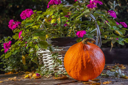 Orange pumpkin in the garden. Autumn colors. Helloween is coming. White basket with flowers. Wooden table painted brown. Yellow leaves.の写真素材