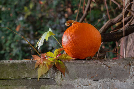 Orange pumpkin in the garden. Autumn colors. Helloween is coming. Pumpkin on the old wall.の写真素材