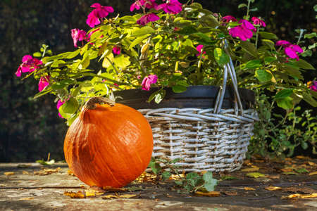 Orange pumpkin in the garden. Autumn colors. Helloween is coming. White basket with flowers. Wooden table painted brown. Yellow leaves.の写真素材