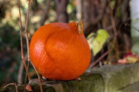 Orange pumpkin in the garden. Autumn colors. Helloween is coming. Pumpkin on the old wall.の写真素材