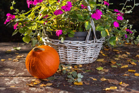 Orange pumpkin in the garden. Autumn colors. Helloween is coming.の写真素材