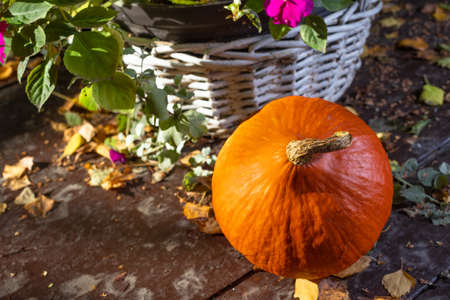 Orange pumpkin in the garden. Autumn colors. Helloween is coming. White basket with flowers. Wooden table painted brown. Yellow leaves.の写真素材