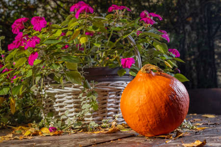 Orange pumpkin in the garden. Autumn colors. Helloween is coming. White basket with flowers. Wooden table painted brown. Yellow leaves.の写真素材