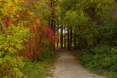 Red wild wine leaves. Autumn colors. Creeper on the tree. Northern Europe in October.の写真素材