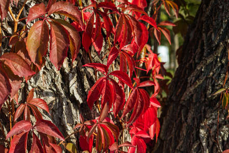 Red wild wine leaves. Autumn colors. Creeper on the tree. Northern Europe in October.の写真素材