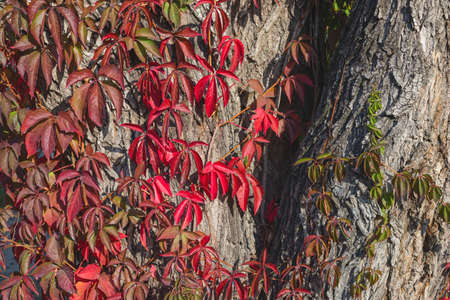 Red wild wine leaves. Autumn colors. Creeper on the tree. Northern Europe in October.の写真素材