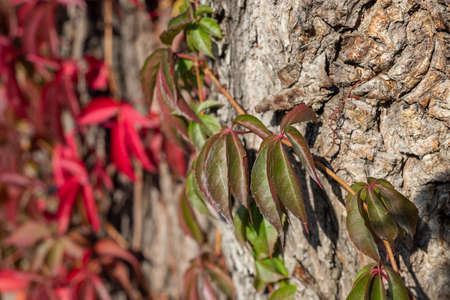 Red wild wine leaves. Autumn colors. Creeper on the tree. Northern Europe in October.の写真素材