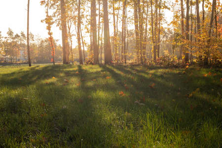 Yellow leaf in autumn grass. October morning in the park.  Autumn lawn in the morning. Europa,...