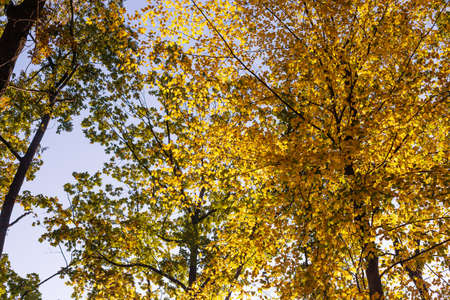 Yellow tree leaves in October. Fall forest Alley in the park. Sunday walk. Gold autumn. Europe, Poland, Mazovia, SulejÃ³wekの写真素材