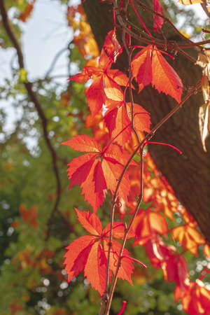 Autumn leaves of wild wine. Red, orange leaf colors. October in the sun. Europe, Poland, Mazovia, SulejÃ³wek.の写真素材