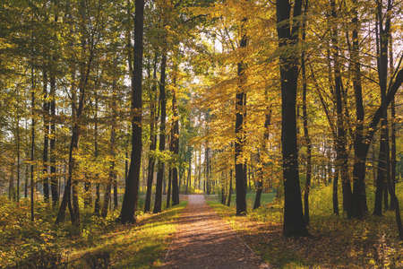 Yellow tree leaves in October. Fall forest Alley in the park. Sunday walk. Gold autumn. Europe, Poland, Mazovia, SulejÃ³wekの写真素材