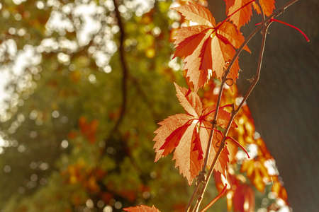 Autumn leaves of wild wine. Red, orange leaf colors. October in the sun. Europe, Poland, Mazovia, SulejÃ³wek.の写真素材