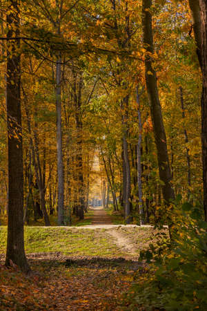 Forest, park and trees with yellow leaves. October in Poland. Colorful tree leaves. Alley in the woods. Sunny day. Autumn walk among the trees.の写真素材