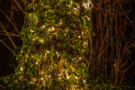 Night light and ivy. Lights on at night. Artificial light. Highlighted ivy leaves.の写真素材