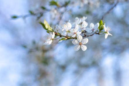 Blooming fruit trees. April in Poland. Blue sky Spring colors. Background with white flowers on a blue sky.の写真素材