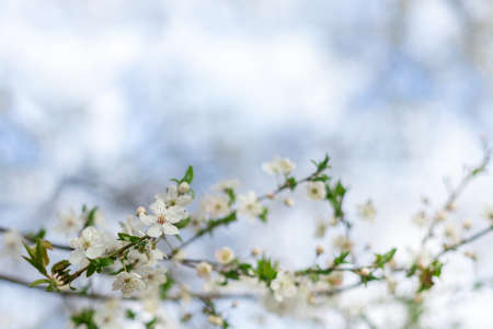 Flower of fruit tree on a light background. Background with white flowers. Mirabelle flowers.の写真素材