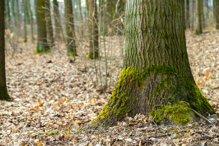 Moss on a tree trunk in the forest. Forest in early spring. Green lichen.の写真素材
