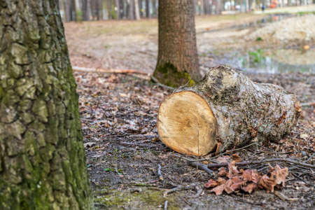 Trunk in the woods. Freshly cut tree. Early spring in the forest.の写真素材