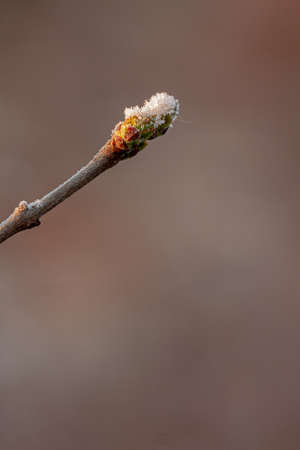 Lilac bud sprinkled with snow. The morning sun in April. Spring Background.