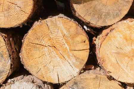 Cross-section of a pine trunk. Tree Stump. Defrostation. Devastation of the environment. Light and shadow. Firewood.の写真素材