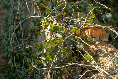 Old wall covered with ivy. Destroyed red brick. Old garden in the light of the sun.の写真素材