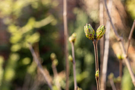 Bud of lilac leaves in the spring sun. A branch with young leaves. Blurry green background.