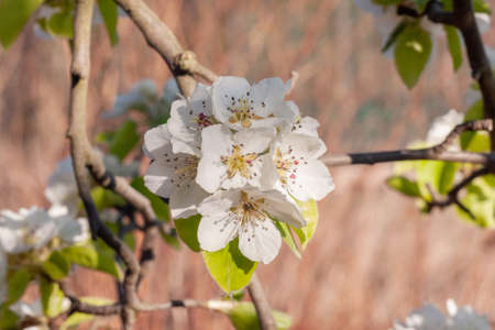 Flowering branches of fruit trees. Sunny orchard. Spring Flowers. Europe, Poland.の写真素材