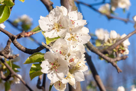 Flowering branches of fruit trees. Sunny orchard. Spring Flowers. Europe, Poland.の写真素材