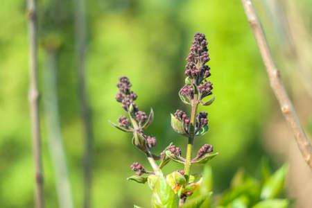 Lilac flower bud in Garden in early spring.の写真素材