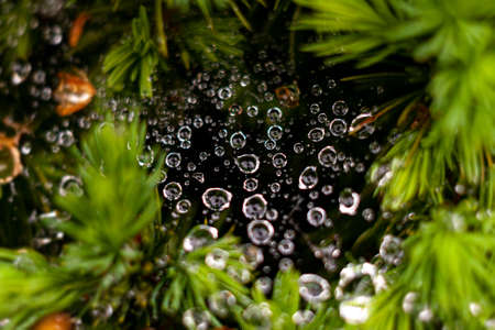 Morning dew in a spider's web. After a night of rain. Drought in Europe. Earth needs water.