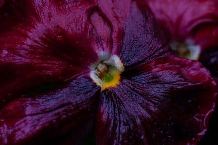 Wet red pansy petals. Flowers after the rain. Macro photo of flowers. Lack of water. After a drought. Background with a floral motif.の写真素材