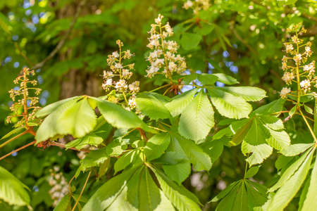 Flowering branches of chestnut. Green large leaves. May morning light. Europe trees. Fresh green. Plants of temperate climate.の写真素材