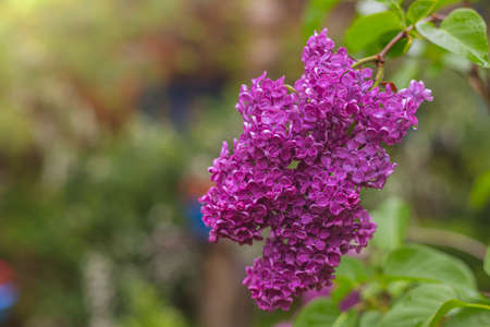 Blooming purple lilac. May garden after the rain. Water drops on flower petals. Polish spring colors.の写真素材