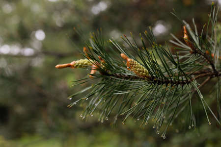 Pine branch with young shoots. Conifer in the garden. Pine in the Polish forest.

の写真素材