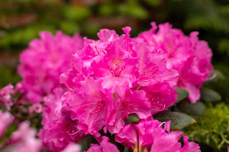 Blooming rhododendron in the May garden. Polish spring. Relax in the park.の写真素材