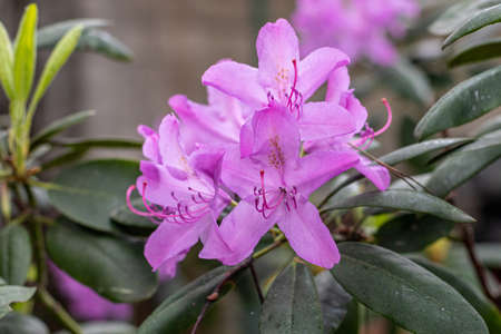 Blooming rhododendron in the May garden. Polish spring. Relax in the park.の写真素材