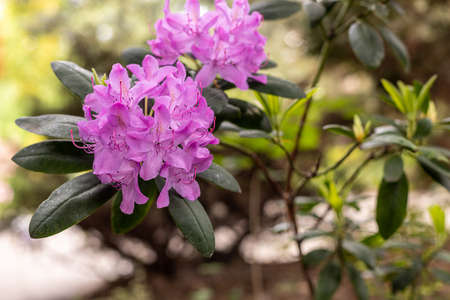 Blooming rhododendron in the May garden. Polish spring. Relax in the park.の写真素材