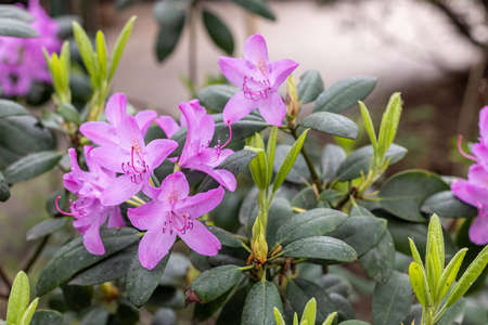 Blooming rhododendron in the May garden. Polish spring. Relax in the park.の写真素材