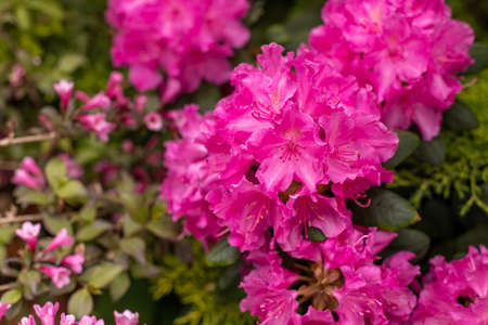 Blooming rhododendron in the May garden. Polish spring. Relax in the park.の写真素材