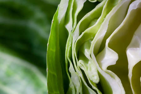 Sliced cabbage for salad. White cabbage leaves. Vegetables for dinner. Raw treats. Rural table preparation for dinner.の写真素材