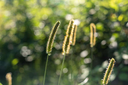 Flowering grasses. Green bokeh. The landscape of summer Poland. Masovian views.の写真素材
