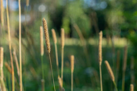 Flowering grasses. Green bokeh. The landscape of summer Poland. Masovian views.の写真素材