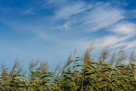Reeds and blue sky. Sky with soft clouds. Cirrus at noon in July. Relax by the water. Vacations in...