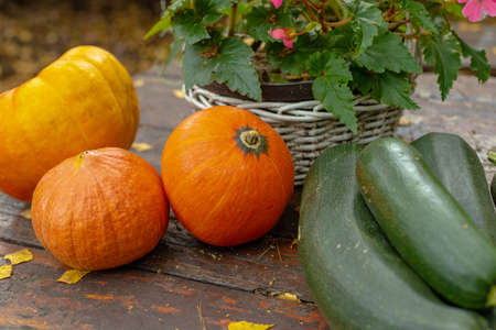 Garden table with pumpkins and zucchini. Autumn crops. September in the garden. Helloween decoration.の写真素材