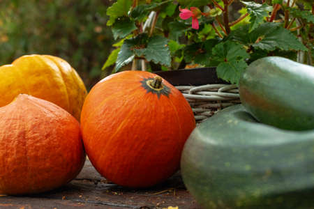 Garden table with pumpkins and zucchini. Autumn crops. September in the garden. Helloween decoration.の写真素材