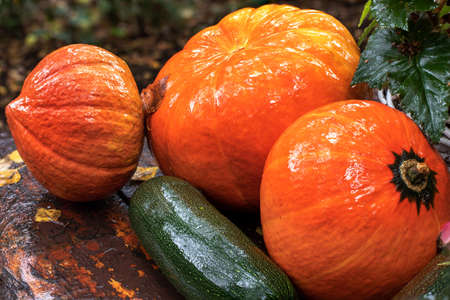 Pumpkins and squashes on the garden table. Autumn fruit on a rainy day. Halloween decorations. Independence Day products. In the autumn garden. September and vegetables. Pumpkin soup zucchini pancakes.の写真素材