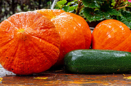 Pumpkins and squashes on the garden table. Autumn fruit on a rainy day. Halloween decorations. Independence Day products. In the autumn garden. September and vegetables. Pumpkin soup zucchini pancakes.の写真素材