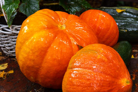 Pumpkins and squashes on the garden table. Autumn fruit on a rainy day. Halloween decorations. Independence Day products. In the autumn garden. September and vegetables. Pumpkin soup zucchini pancakes.の写真素材