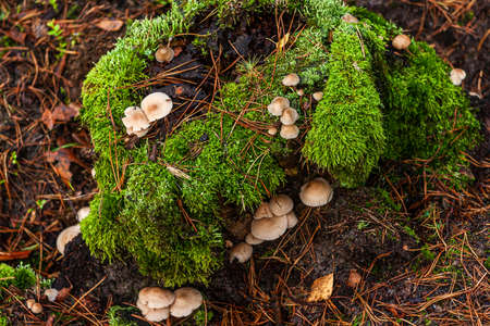 An old trunk overgrown with green moss and mushrooms. Forest cover. Fallen pine needles. Coniferous forest. Autumn in Poland. Walking among the trees.の写真素材